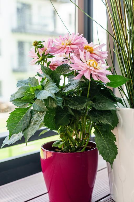 Marinus Apartments グダニスク エクステリア 写真